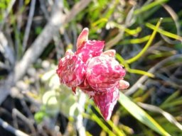 Syncarpha zeyheri buds